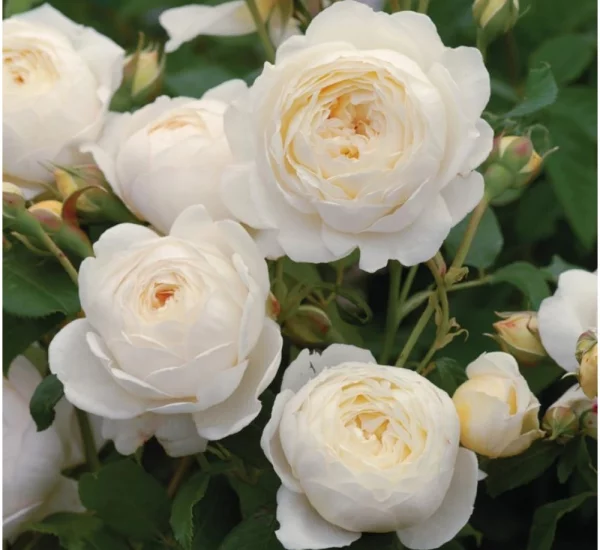 CLAIRE AUSTIN ® Ausprior