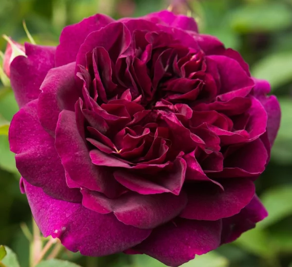 DARCEY BUSSEL ® Ausdecorum