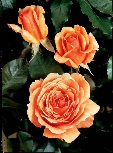 Rosebush Bora Bora ® Tanmarsa