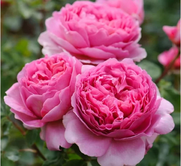 PRINCESS ALEXANDRA OF KENT ® Ausmerchant