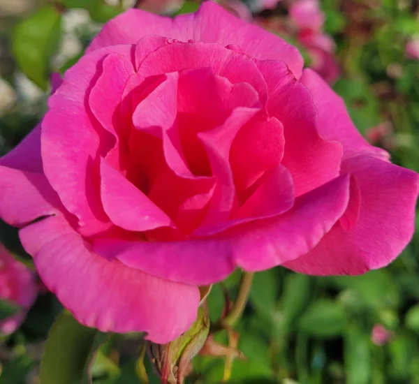 ZEPHIRINE DROUHIN