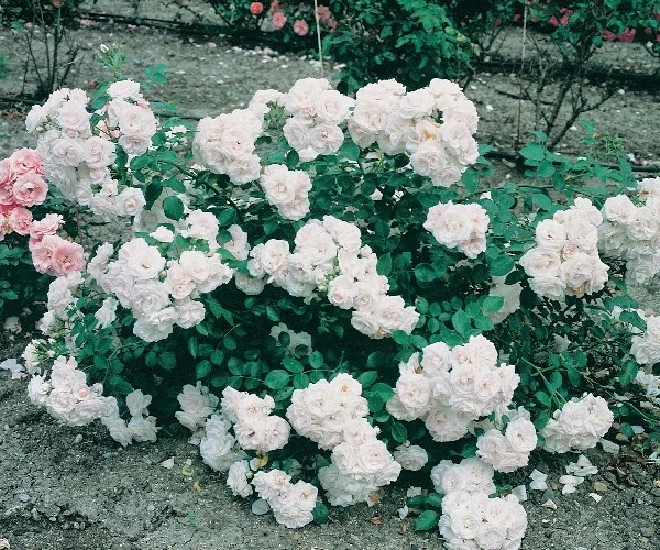 Rose STAMM 100 cm Aspirin ® Taniripsa