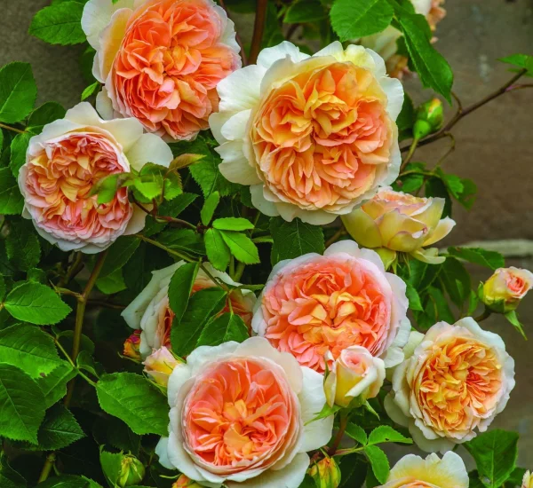 Rose STAMM 100cm BATHSHEBA ® Auschimbley