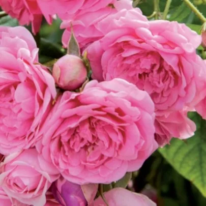 Rose STAMM 100 cm Olivia Rose Austin ® Ausmixture