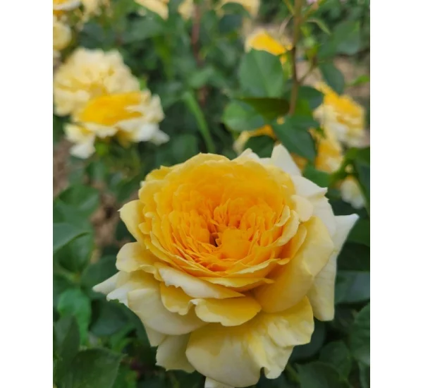 Rosenstrauch Rosier Mélissandre ® Reuyolk