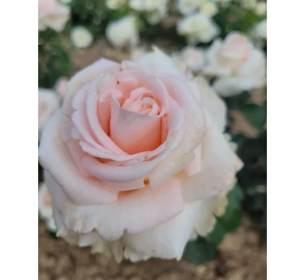 Rosenstrauch Eve de Rothschild ® Lapdila