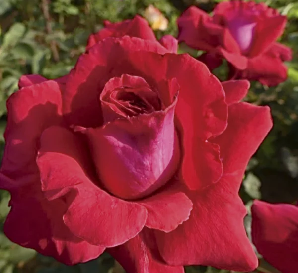 Rose Azimut CLG ® Oralonbra