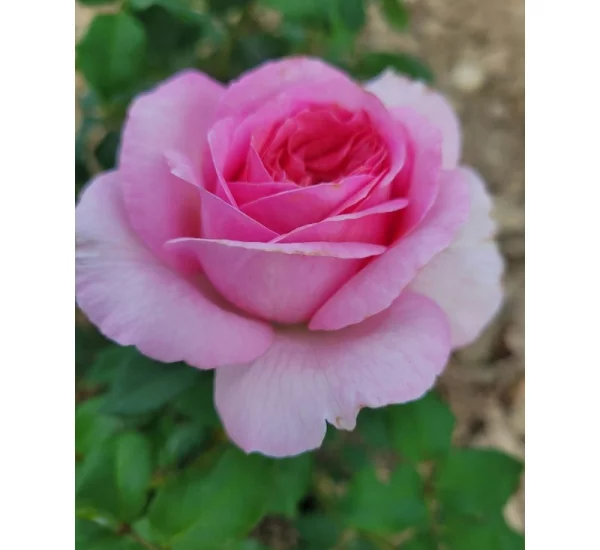Rosebush Madrigal ® Oragidel