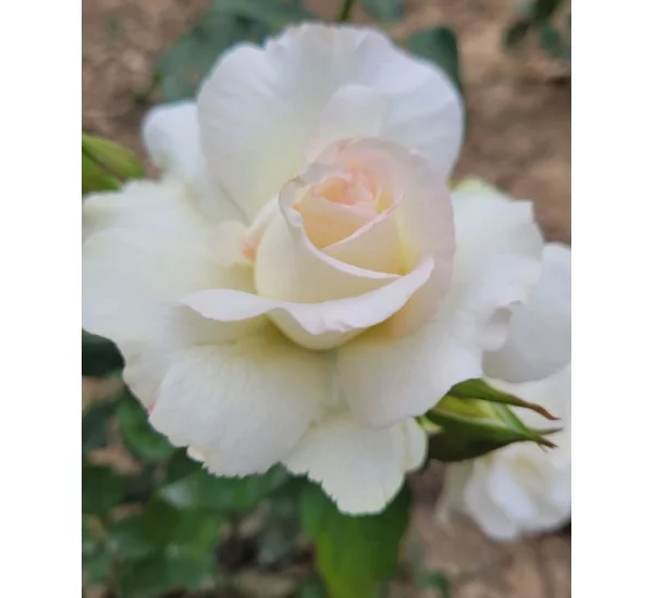 Rosenstrauch Niharika ® Ora 72-09