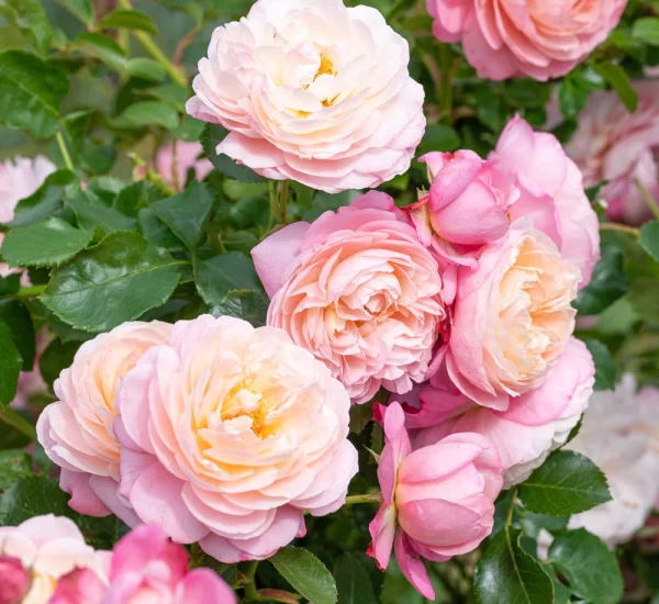 Rosebush David HOCKNEY GPT ® Meibritty