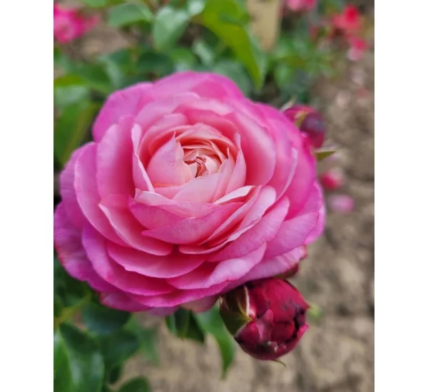 Rosebush David HOCKNEY GPT ® Meibritty