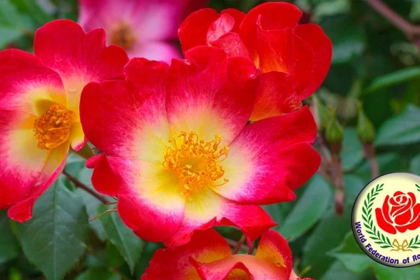 Rosebush Cocktail GPT ® Meimick