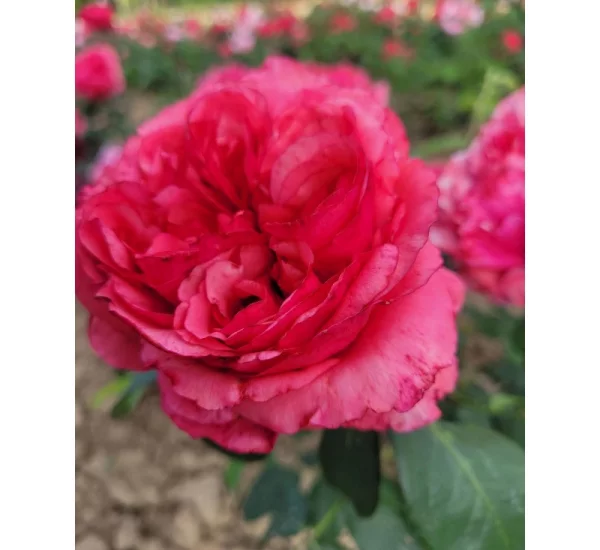 Rose Audrey FLEUROT ® Meicatess