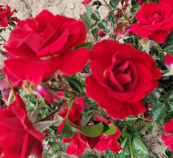 Rose New VESUVIA ® Noa 71680