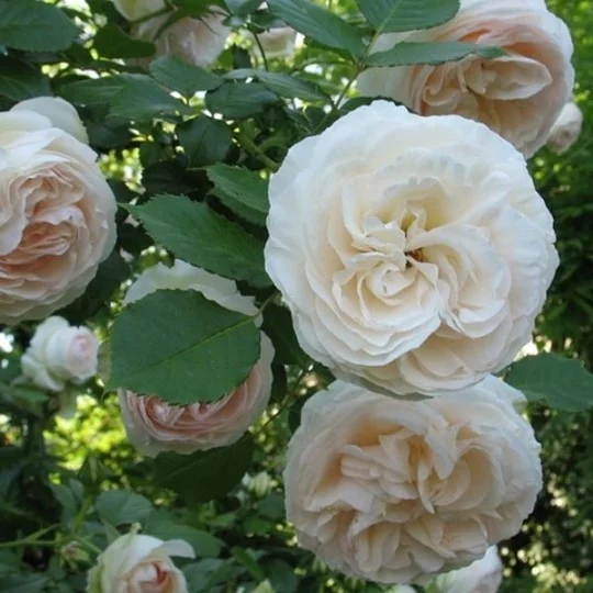 Rosier Palais Royal ® Meiviowit