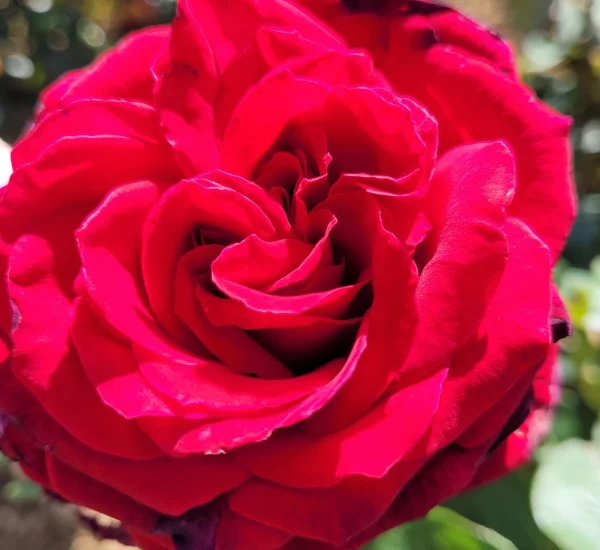 Rosier à grandes fleurs Perugino®