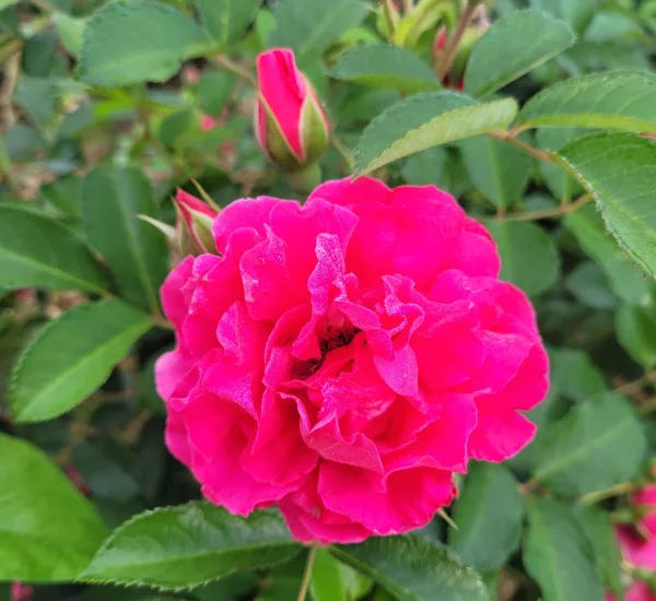 LE POTAGER DU ROI® EDIROSE