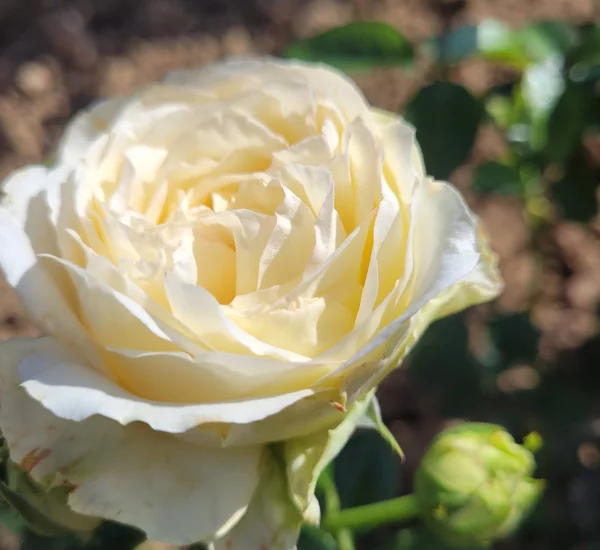 EXCALIBUR® EDIROSE