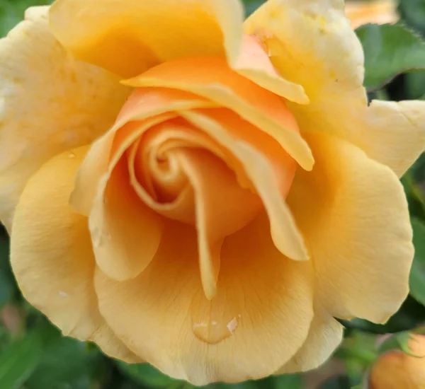 Rosier ROSE ALLEYSON® Ora72-09