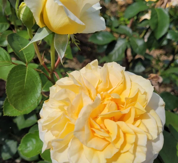 Rosier ROSE-MARIE® Codanter