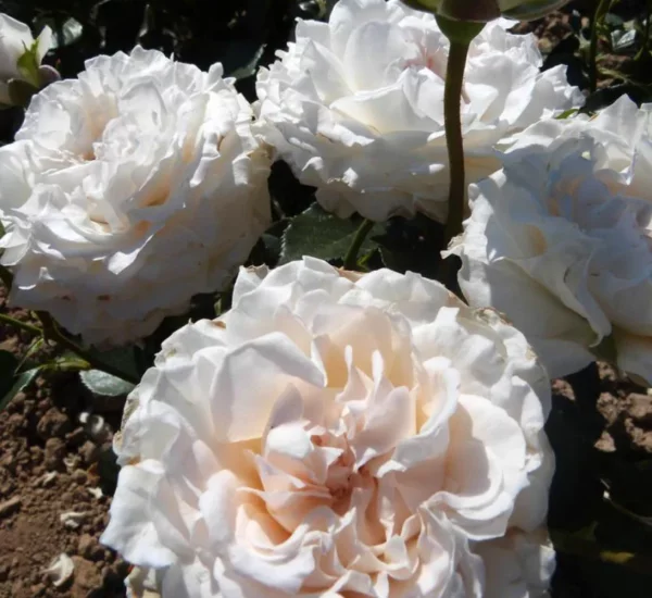 Rosier CATHERINE FROT® Codanisa