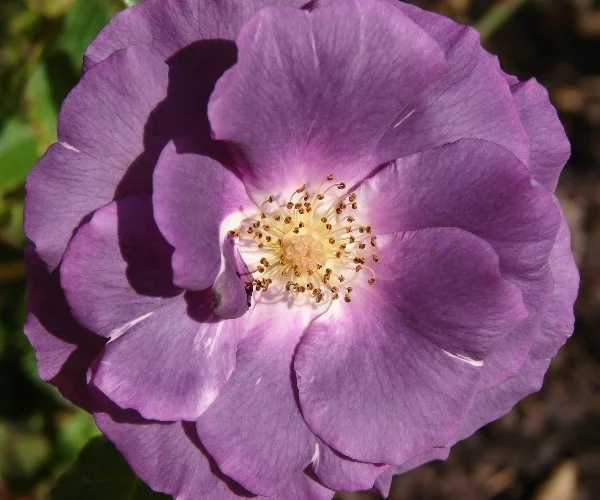 Rosebush Rhapsody In Blue ® Frantasia