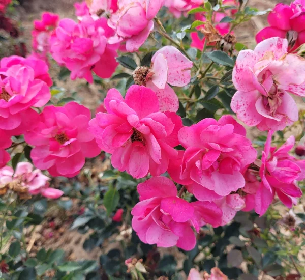 Rosier Paysager JOLIE PROVENCE®