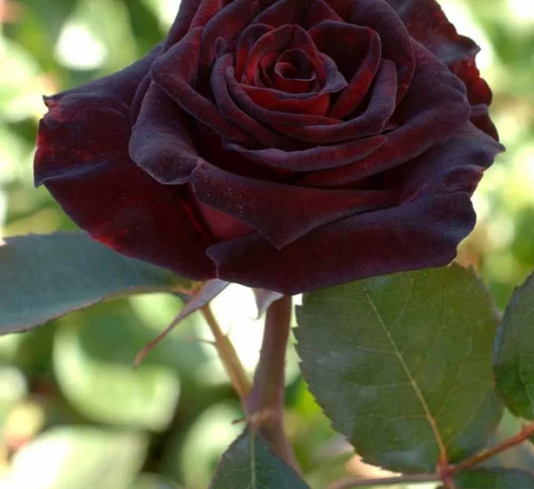 Rosenstrauch Black Baccara ® Meidebenne