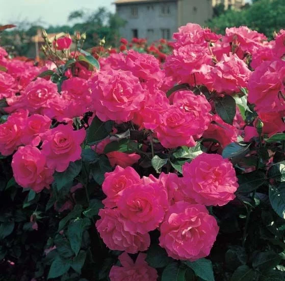 Rosa MANOU MEILLAND CLG ® Metu Limonsar