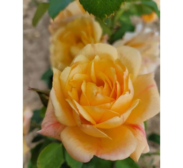 Rosebush Michka ® Gpt Meivaleir