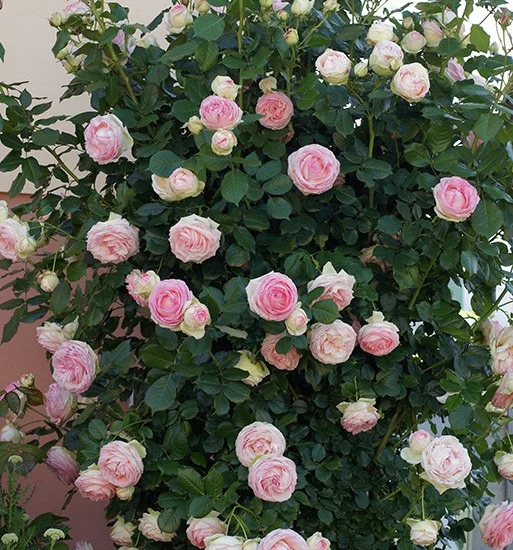Rosier PIERRE DE RONSARD ® Meiviolin