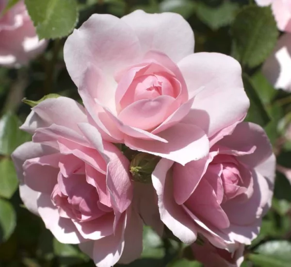 Rosa BONICA ® Meidomonac