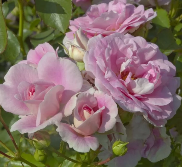 Rosa BONICA ® Meidomonac