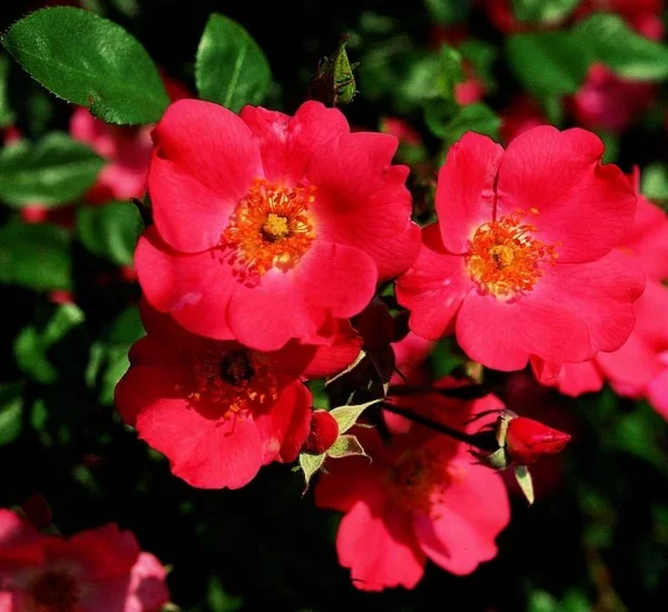 Rosebush Douceur Normande ® Meipopul