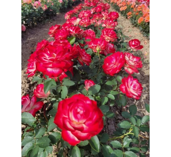 Rosebush Jubilé Du Prince De Monaco ® Meisponge