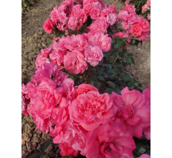 Rosenstrauch Les Amoureux De Peynet ® Meitobla