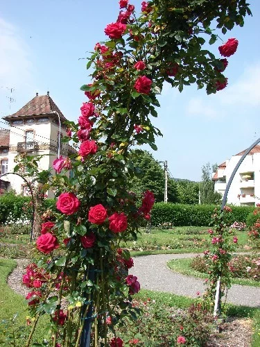 Rosier Grimpant LE GRAND HUIT Adabaring