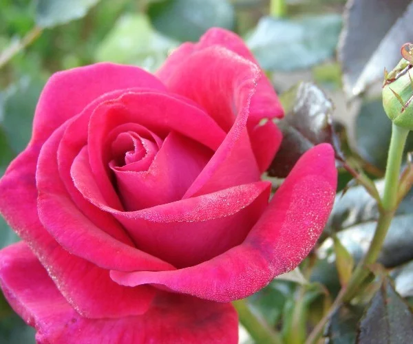 Rose LE GRAND HUIT ® Gpt Adabaring