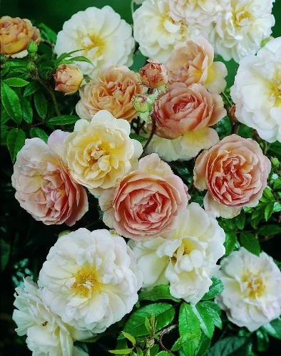 Rosier liane Ghislaine De Feligonde