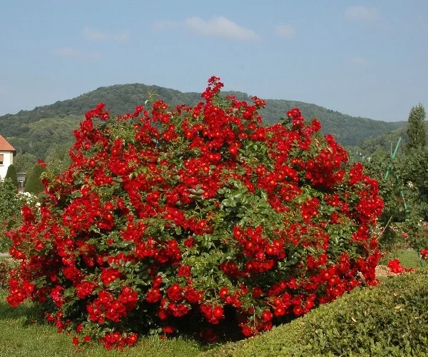 Rosenstrauch Alsace ® Pektarampe