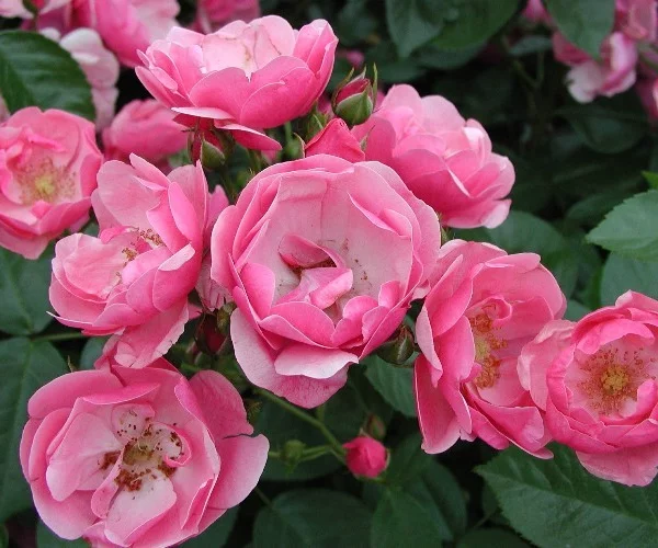 Rosebush Angela ® Korday