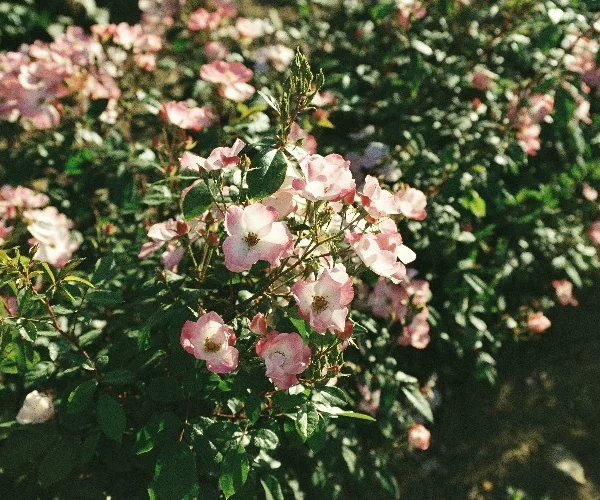 Rosebush Rush ® Lenmobri