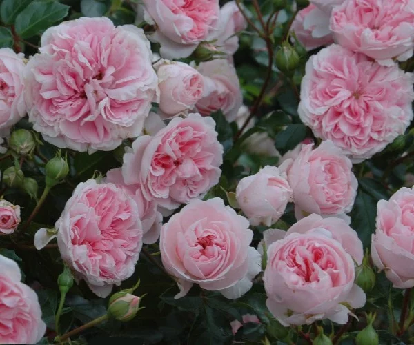 Rosenstrauch Bossa Nova ® Pouloma