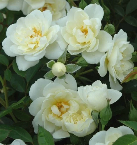 Rosal Pyrénnées ® Poulcov