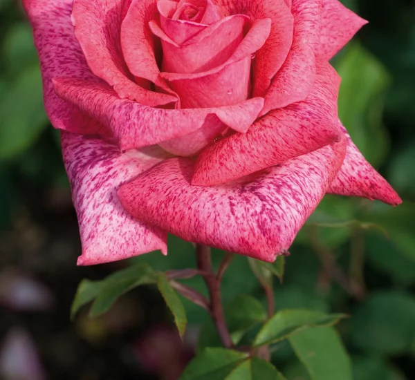 Rosebush Pierre Cardin ® Meilolipo