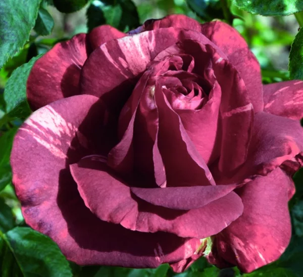 Rosebush Brownie ® Simstripe