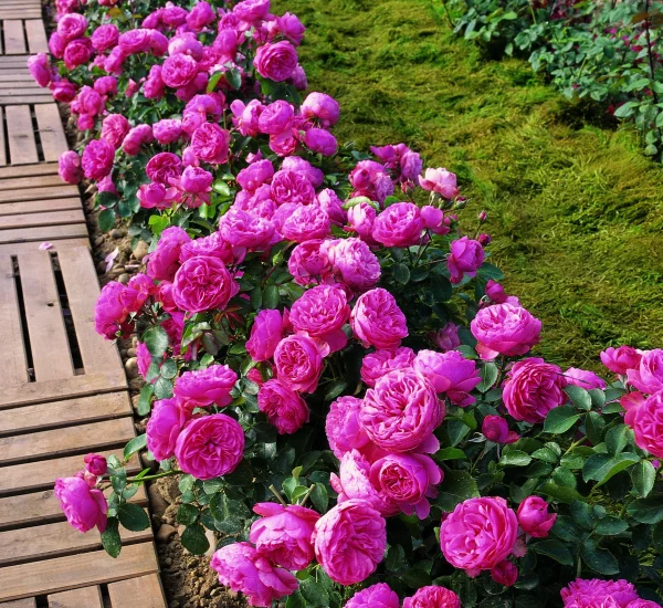 Rosenstrauch Leonard De Vinci ® Meideauri