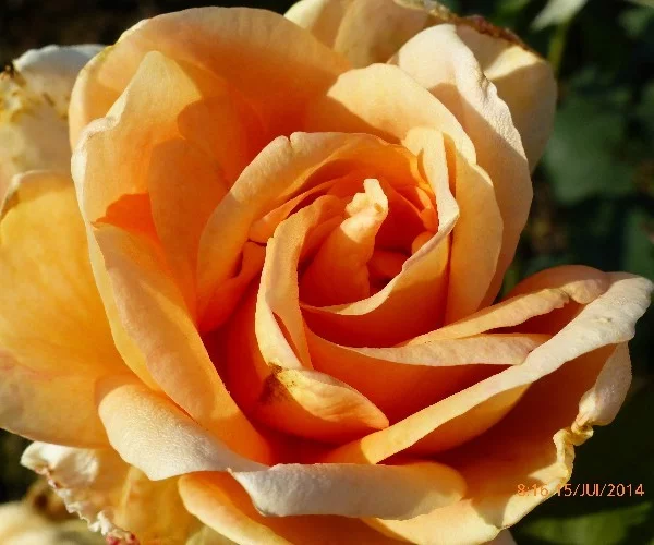 Rosenstrauch Beauté