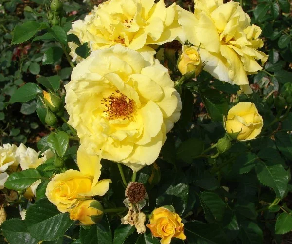 Rosebush Lucia