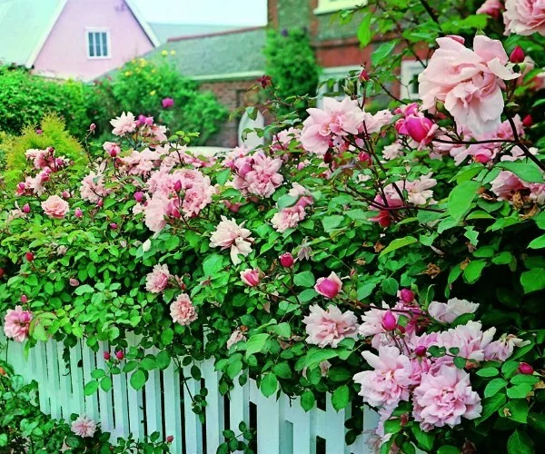 Rosenstrauch Albertine